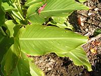 Canna Indica (fam Cannacees) (Am. tropicale) (4) (Photo F. Mrugala)